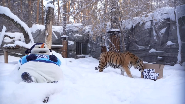 Победную версию видеоролика с амурским тигром и Злым Снеговиком показал ХК «Сибирь»