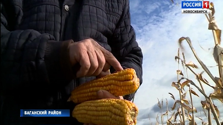 В Новосибирской области запускают новый аграрный проект – корма из кукурузных початков