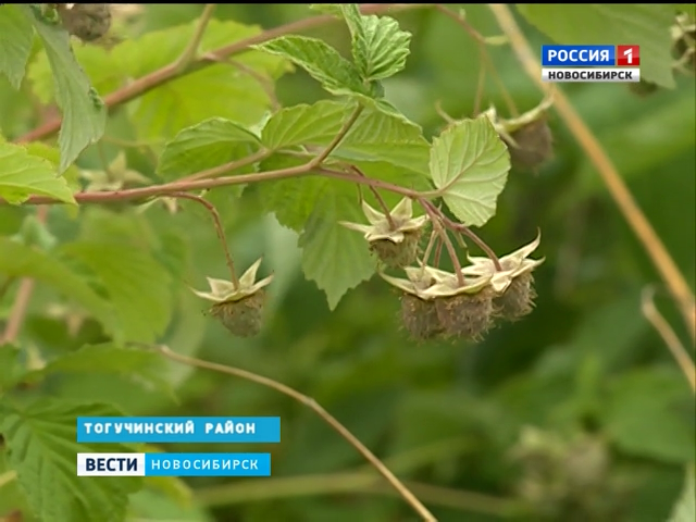 В Новосибирской области ждут рекордный урожай малины
