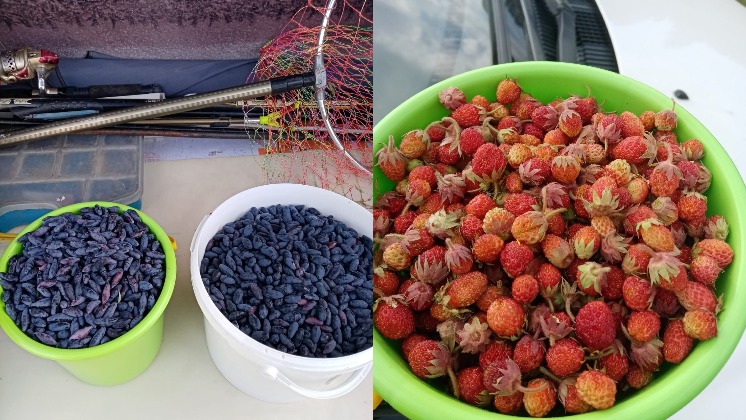 В Новосибирской области жители начали собирать урожай первых лесных ягод