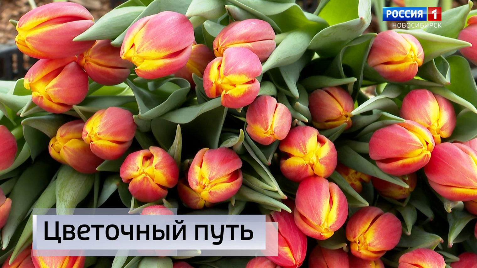 Дефицит цветов может возникнуть к 8 марта в Новосибирске