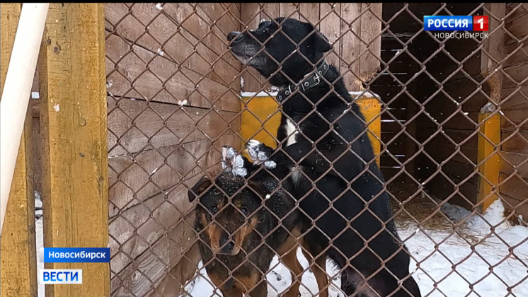Новосибирцы помогают собакам из сгоревшего приюта для животных