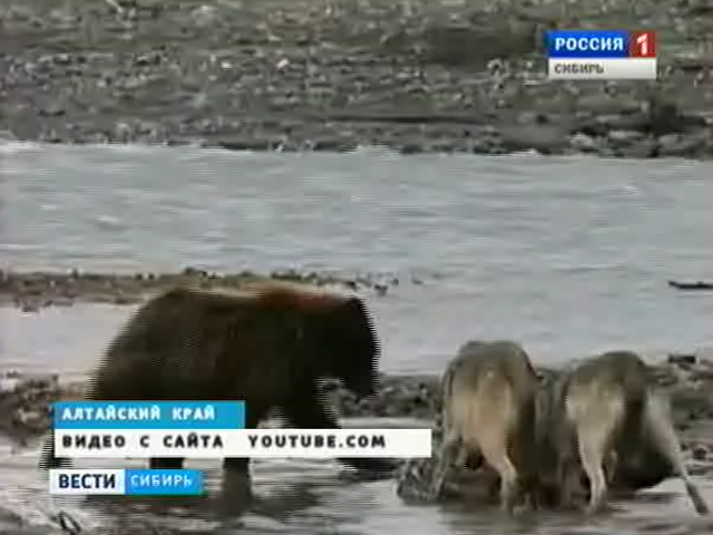 Медведи и волки распоясались от безнаказанности в Алтайском крае