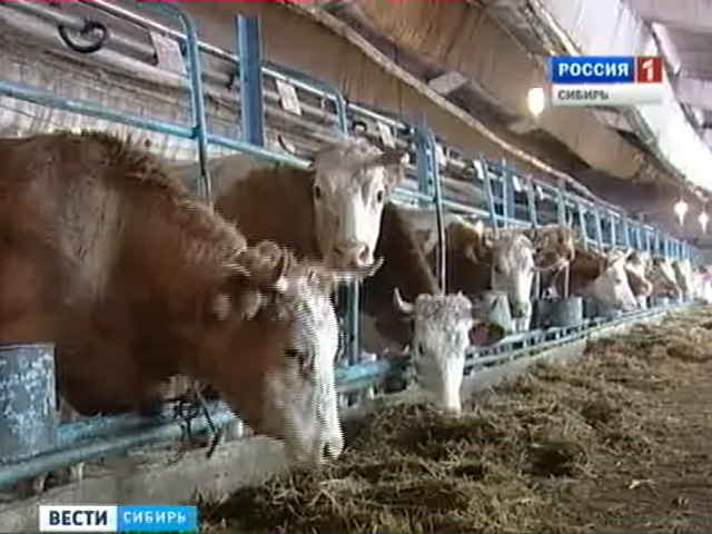 Выгодно ли заниматься молочным животноводством в регионах Сибири