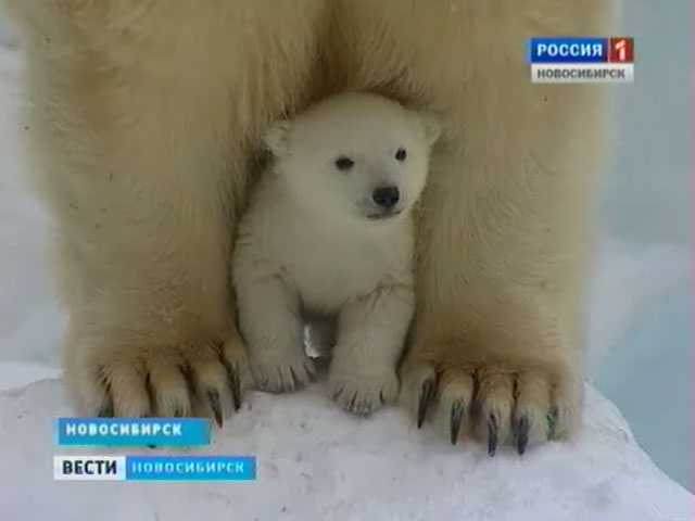 Белый медвежонок, рожденный в Новосибирском зоопарке, получит имя уже в воскресенье