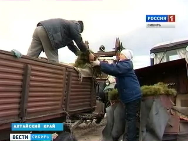 В Алтайском крае сотни неравнодушных людей восстанавливают сосновый бор