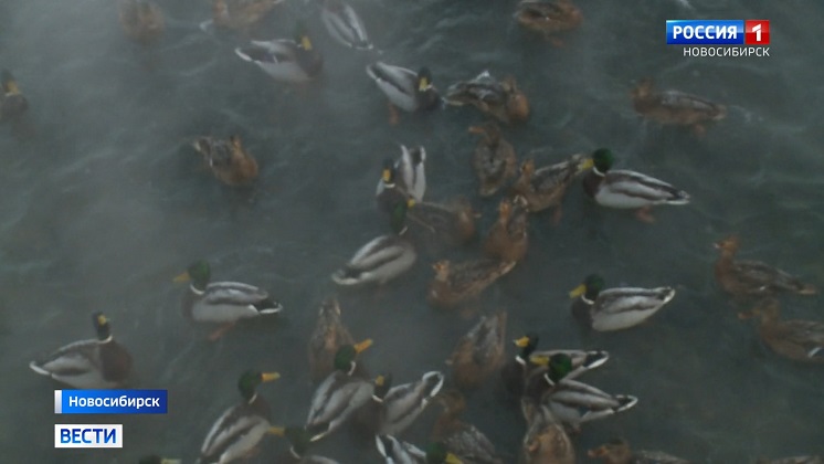 Новосибирцы спасают живущих на холодных водоёмах уток