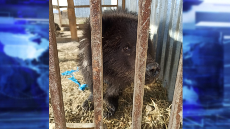 Второго медвежонка-сироту нашли живым в лесу под Новосибирском