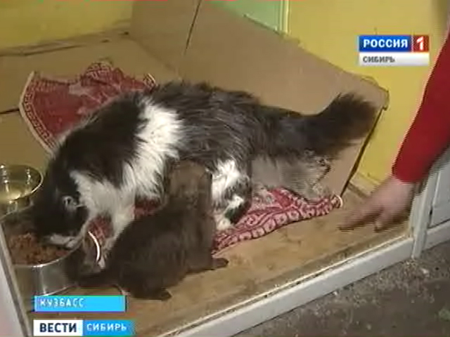 В новокузнецком зоопарке кошка воспитывает новорожденного волчонка