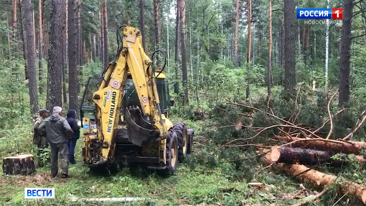 Незаконной вырубкой деревьев промышляли в заказнике под Новосибирском