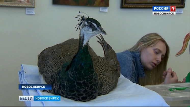 В Новосибирске  прошел благотворительный фестиваль в помощь хищным птицам  