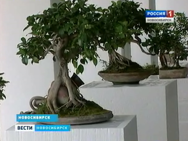 В Новосибирском краеведческом музее проходит выставка бонсай