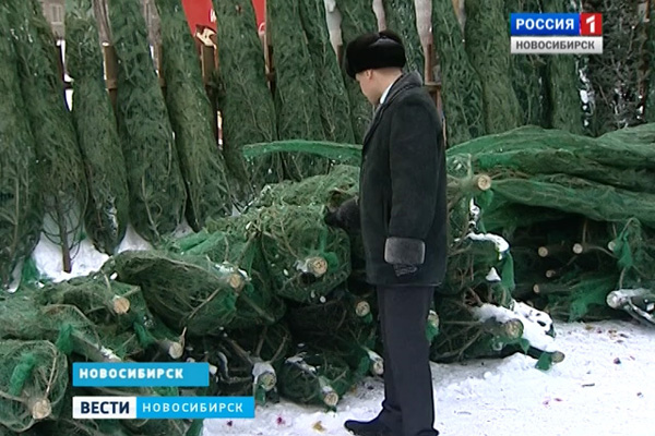 60 тысяч новогодних деревьев продадут на елочных базарах в Новосибирске