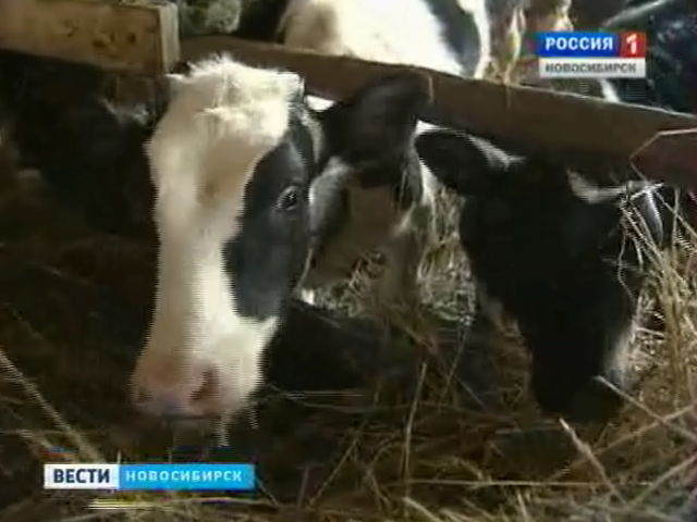 В Тогучинском районе без корма заживо погибает стадо коров