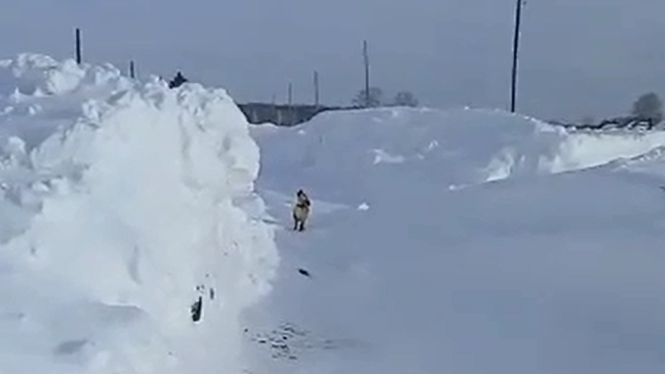 Жители сёл Новосибирской области жалуются на огромные снежные завалы