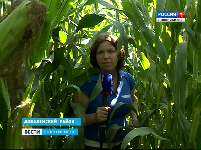 Аграрии Доволенского района области вместе с зерном собирают урожай кукурузы