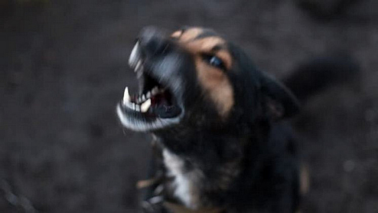 Главе СКР доложат о нападении стаи собак на ребёнка в Новосибирске