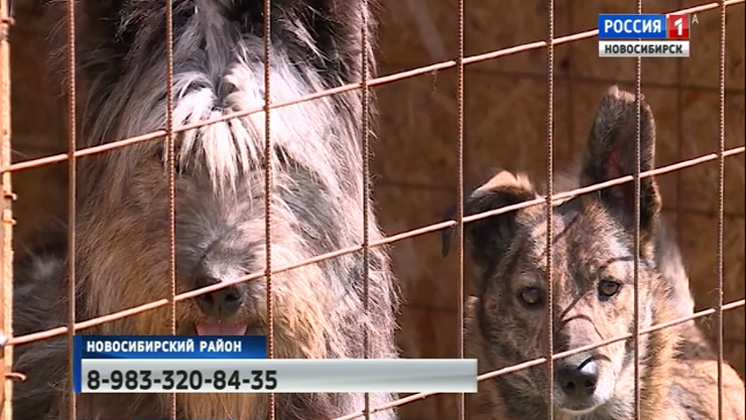 Животные в одном из новосибирских приютов остались без еды