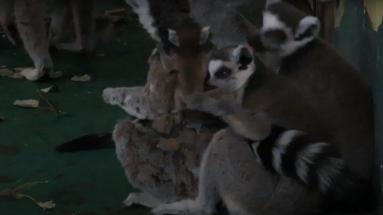 В Новосибирском зоопарке лемуры устроили семейные «обнимашки»