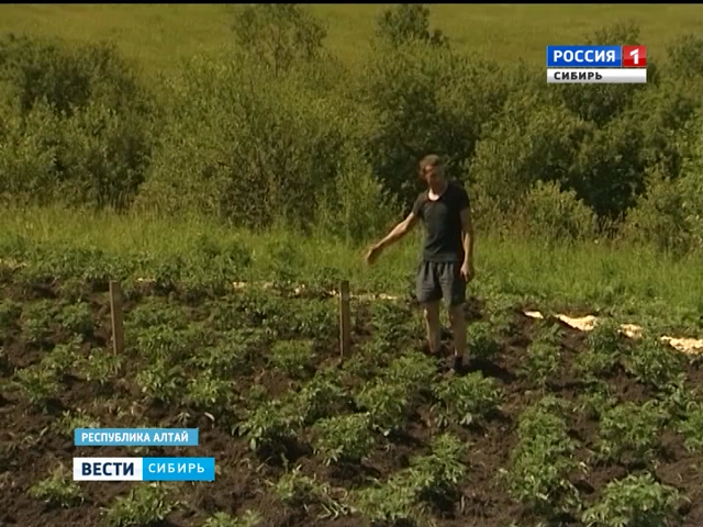 В Сибири собрали первый урожай картофеля и ягод