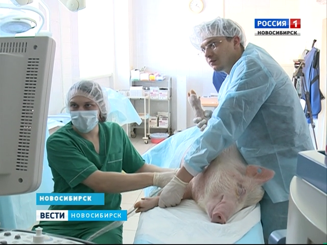 Зачем новосибирские кардиохирурги прооперировали свинью?