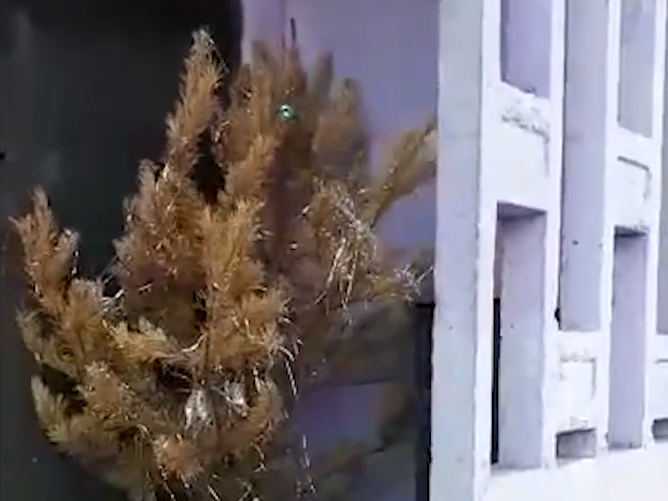 «Ещё один сдался»: новосибирцев рассмешила выброшенная в октябре ёлка