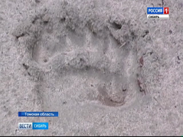 Медведи вышли к людям в Томской области