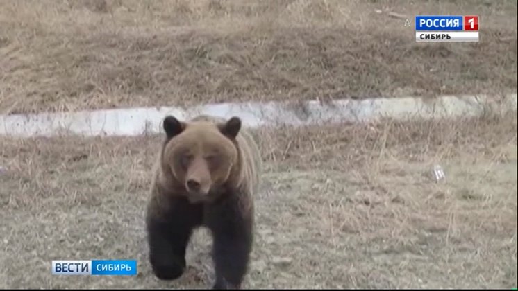 В Республике Алтай на видео попали медведи, переплывающие Телецкое озеро