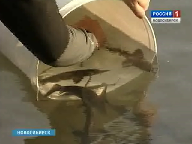 Специалисты рыбзавода пытаются вернуть рыбу в водоемы Новосибирской области