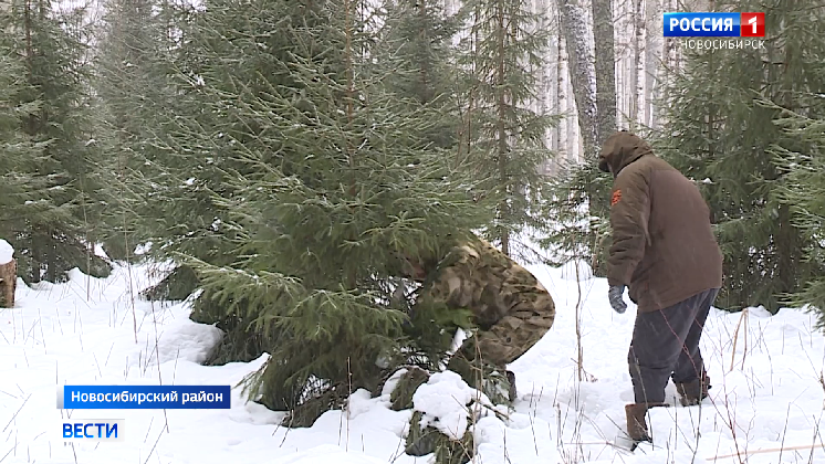 В Новосибирской области срубят около шести тысяч ёлок для встречи Нового года