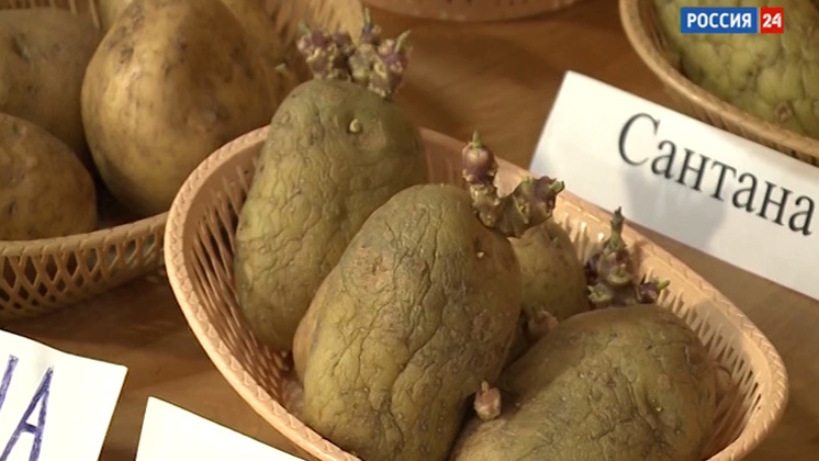 «Дача»: подготовка картофеля к посадке