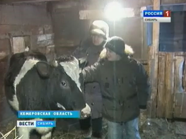 В Кемеровской области малоимущим семьям начали выдавать коров