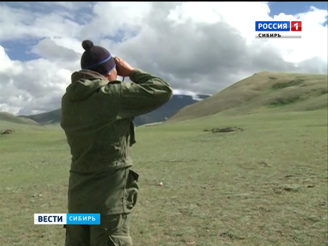 В национальном парке Республики Алтай посчитают архаров