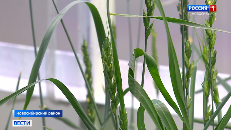 Новосибирские генетики работают над спасением пшеницы от пыльной головни 