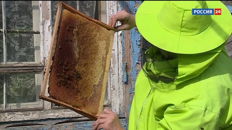«Дача»: как правильно подкармливать пчел после зимовки?
