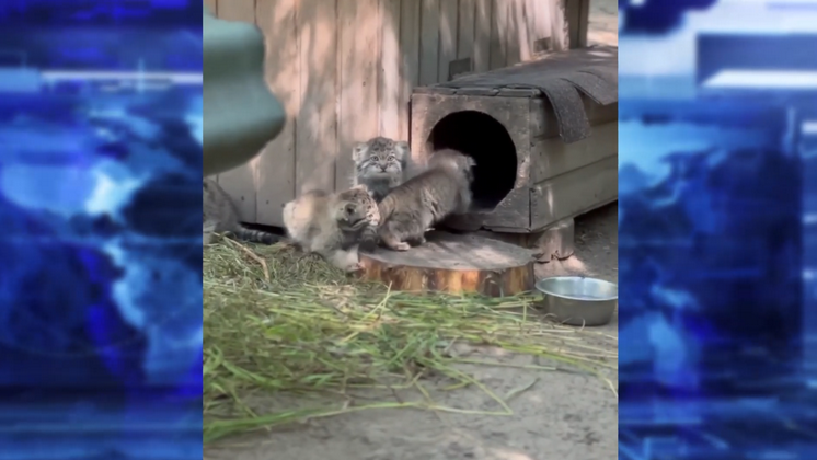 В новосибирском зоопарке показали видео с играющими котятами манулов