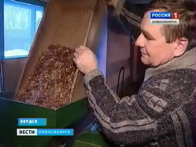 Время собирать шишки: новосибирские лесники недосчитались кедровых орехов