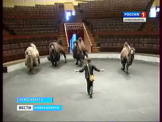 Большая российская ёлка в Новосибирском цирке