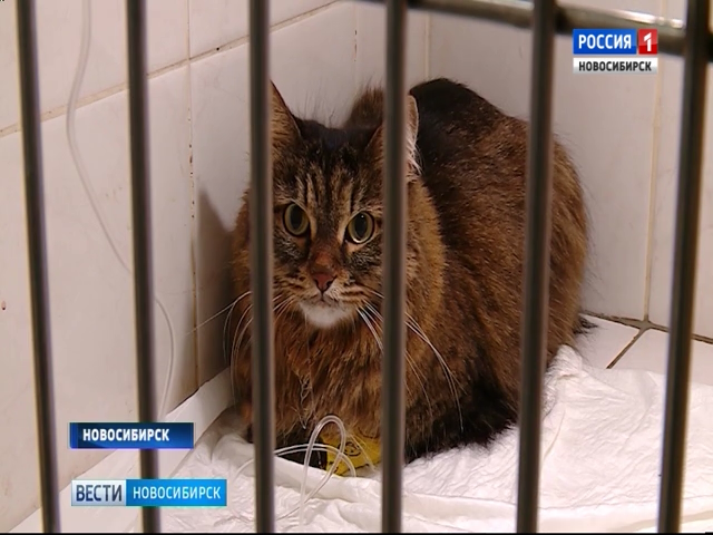 Новосибирские ветеринары научились делать прочные протезы для кошек и собак