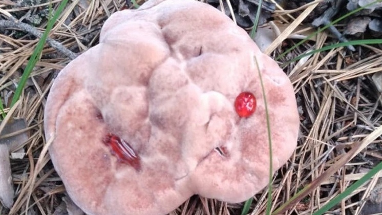 Новосибирцы начали находить в лесах странные грибы «с кровью»