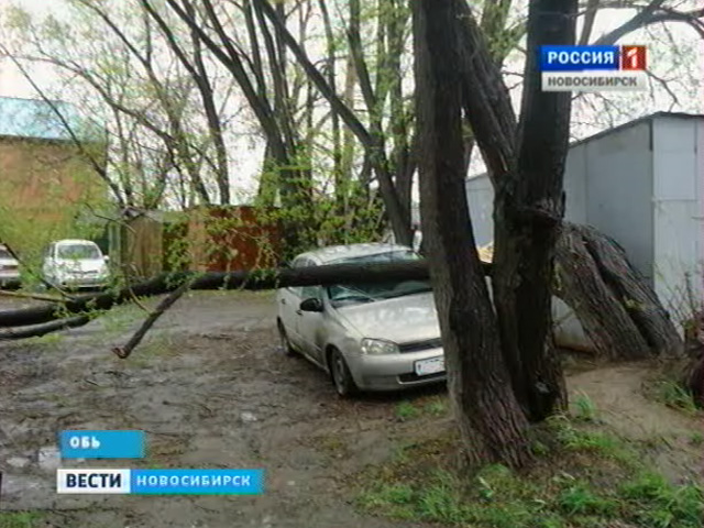 Жители города Обь опасаются выходить во двор из-за падающих деревьев