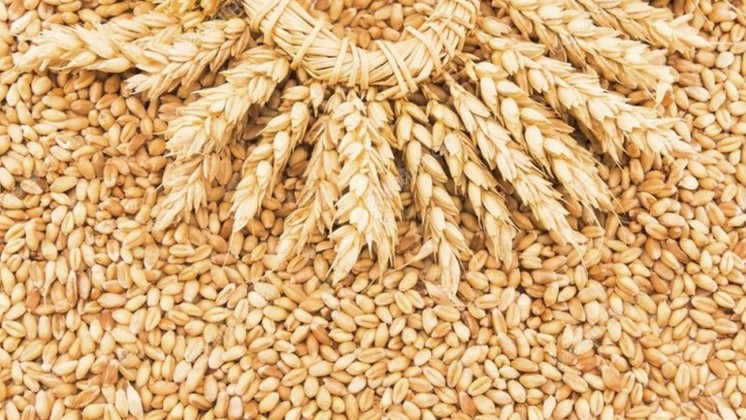В Новосибирской области нашли нарушения при вывозе зерна в Казахстан