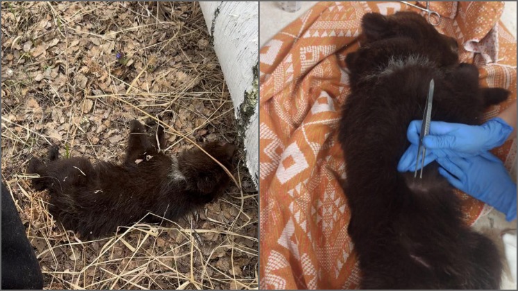 Под Новосибирском девушки спасли в лесу умирающего медвежонка