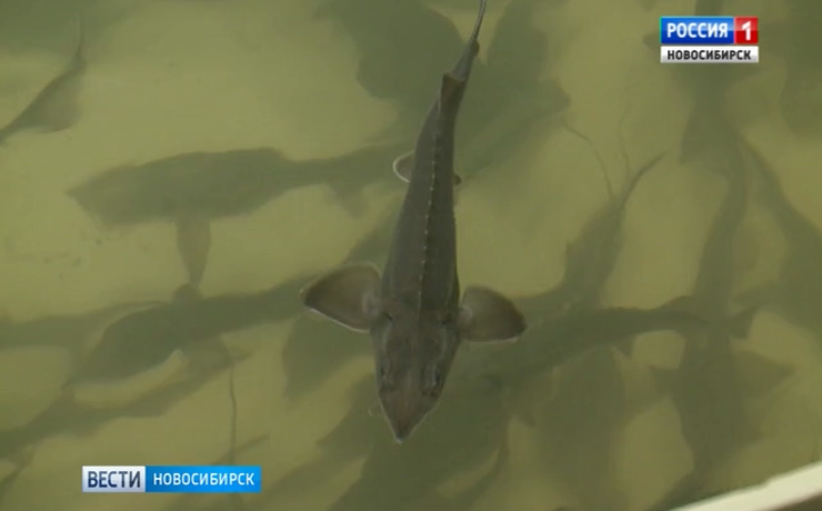 Завод по воспроизводству редких пород рыб открыли в Новосибирске