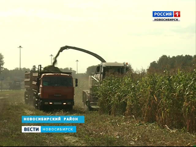 В хозяйстве Элитное Новосибирского района собирают небывалый урожай кукурузы