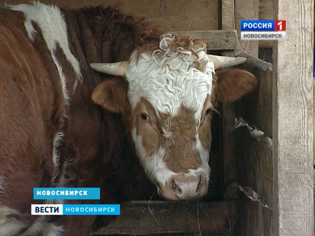 Казахстанские предприниматели вывозят из нашего региона все больше мяса