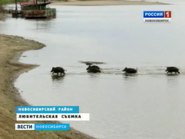 В Новосибирской области растет численность диких кабанов