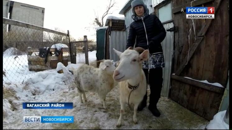 Многодетная семья из Новосибирской области занялась переработкой козьего молока