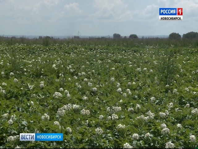 В Новосибирской области дали прогноз на урожай овощей