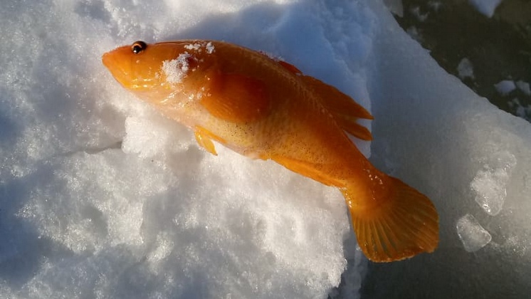 Житель Новосибирской области выловил из озера золотую рыбку